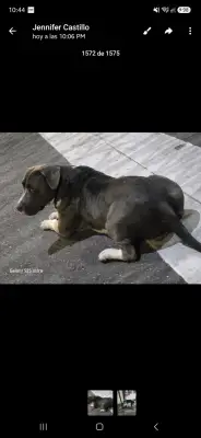 Perro encontrado