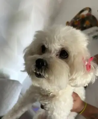 Perro encontrado