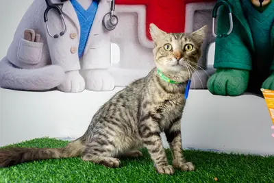 Gato encontrado — foto 1