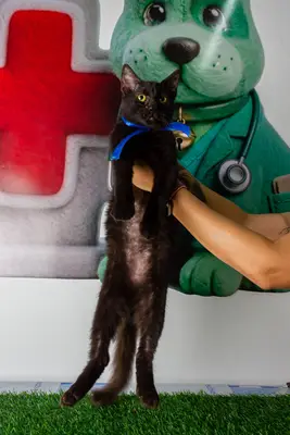 Gato encontrado — foto 2