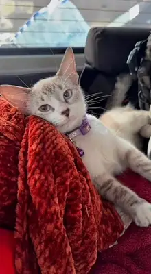 Gato encontrado