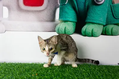 Gato encontrado — foto 1