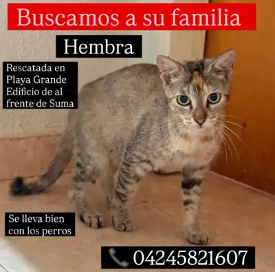 Gato encontrado