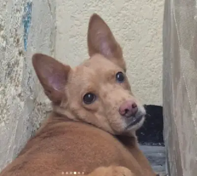 Foto de Perro, reunida con su familia