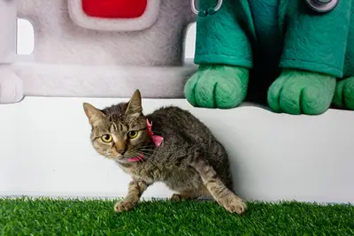 Gato encontrado — foto 2