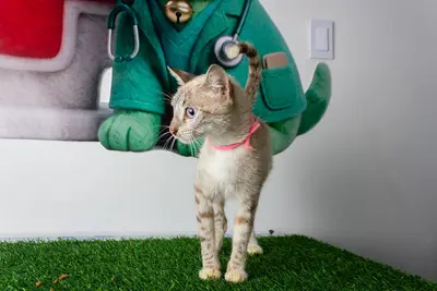 Gato encontrado — foto 1