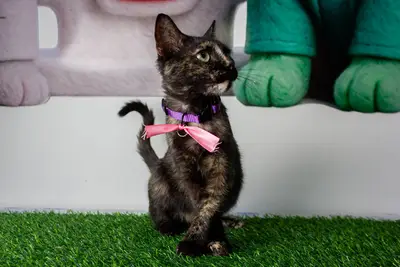 Gato encontrado — foto 2
