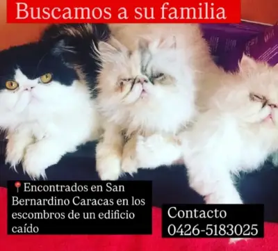 Gato encontrado