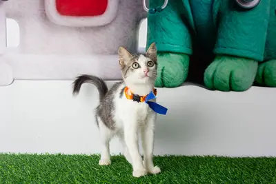Gato encontrado — foto 2