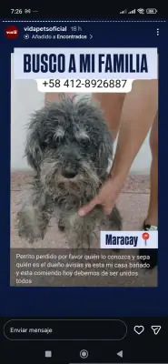 Perro encontrado