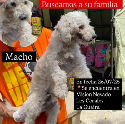Perro encontrado