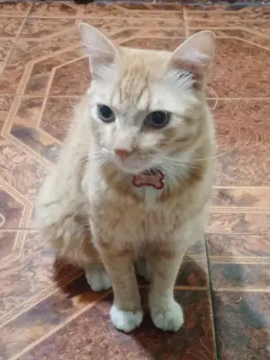 Rayito