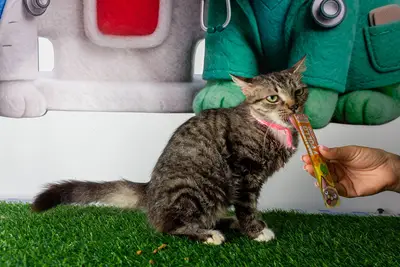 Gato encontrado — foto 2