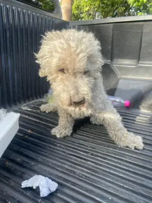 Perro encontrado