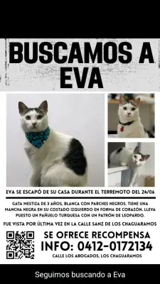 Gato encontrado