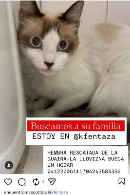 Gato encontrado