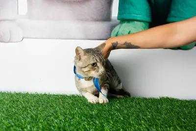 Gato encontrado — foto 2
