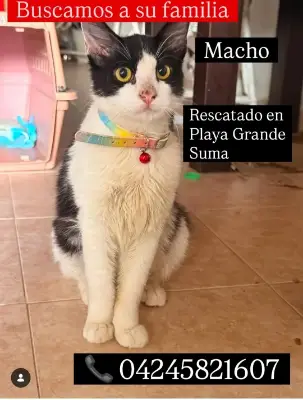 Gato encontrado