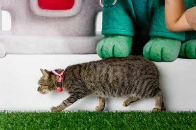 Gato encontrado — foto 1