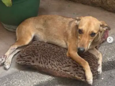 Perro encontrado