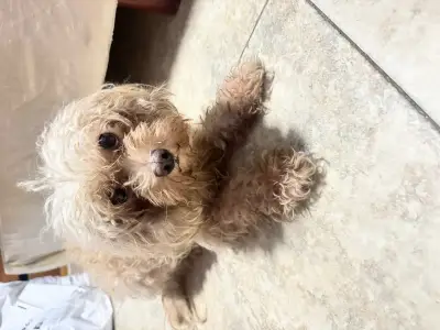 Perro encontrado