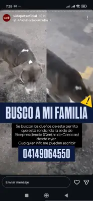 Perro encontrado