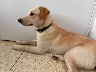 Foto de Perro, reunida con su familia