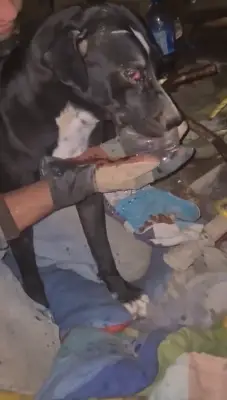 Perro encontrado