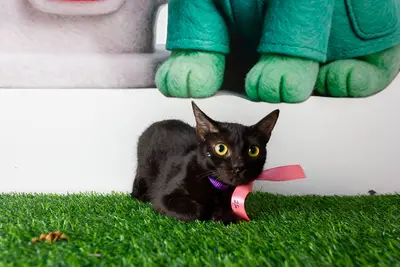 Gato encontrado — foto 1