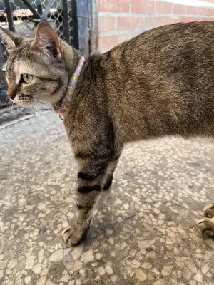 Gato encontrado