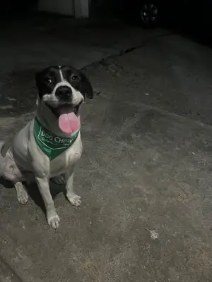 Kimbo