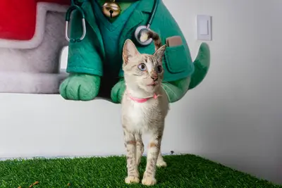 Gato encontrado — foto 2