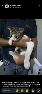 Perro encontrado