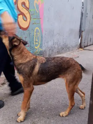 Perro encontrado