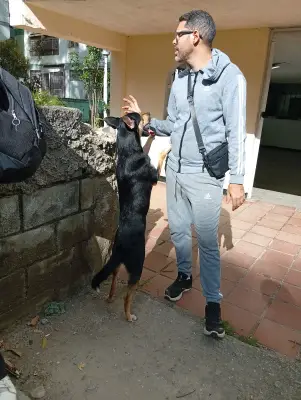 Perro encontrado