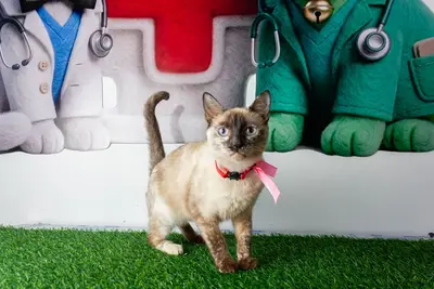 Gato encontrado — foto 2