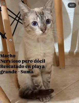 Gato encontrado