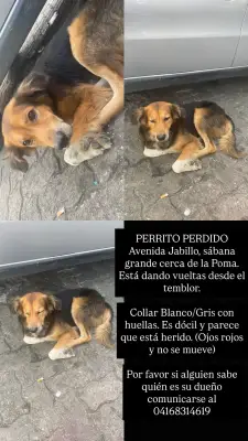 Perro encontrado