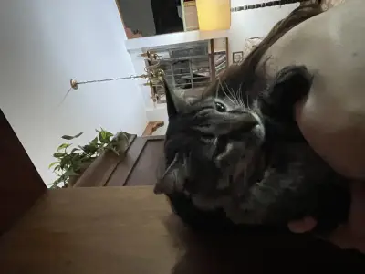 Remi