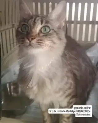 Mascota encontrada