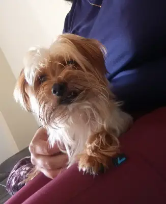 Perro encontrado