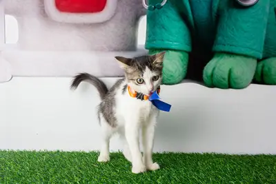 Gato encontrado — foto 1