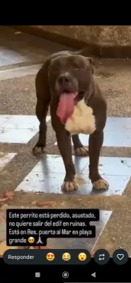 Perro encontrado