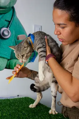 Gato encontrado — foto 1