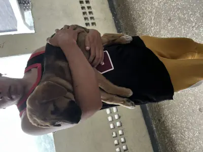 Perro encontrado