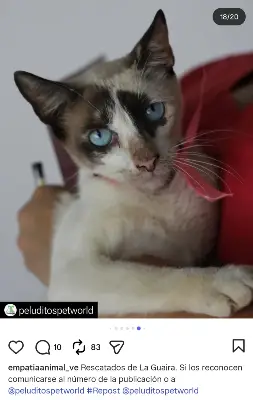 Gato encontrado