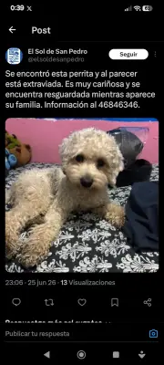 Perro encontrado
