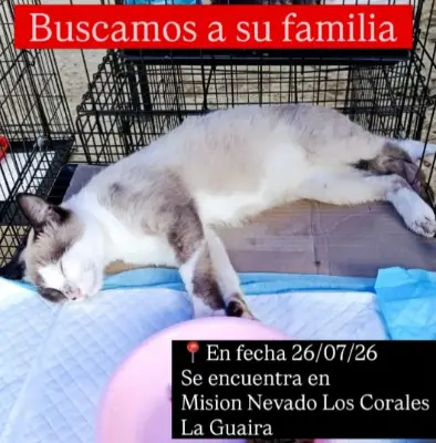 Gato encontrado