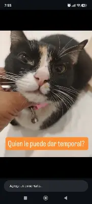 Gato encontrado