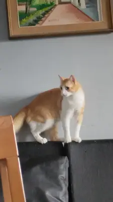 Din